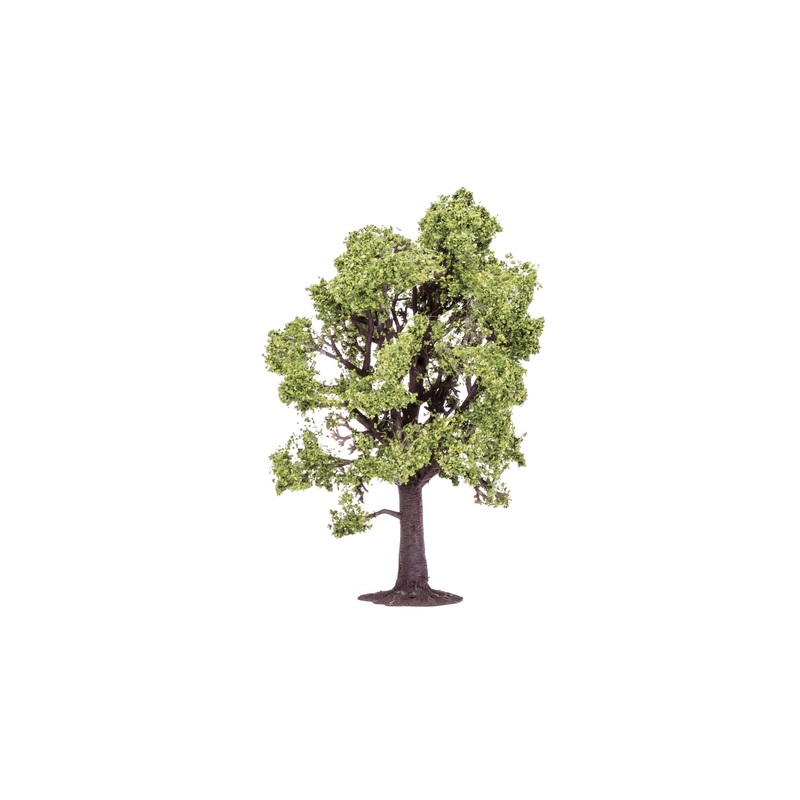 Beech Tree - 13cm