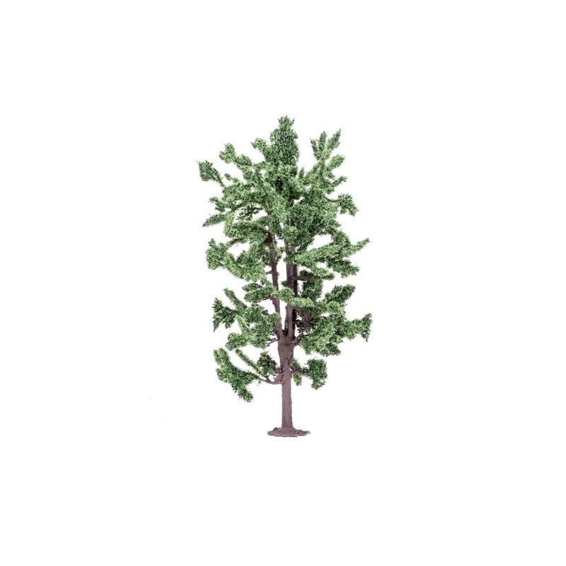 Lime Tree - 18cm