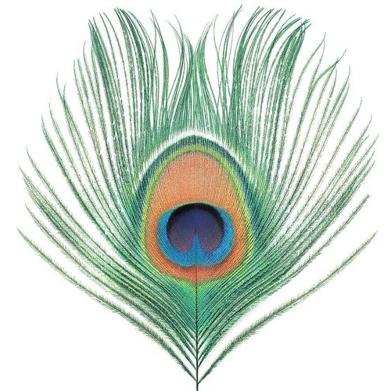 Xtc - Apple Venus 1